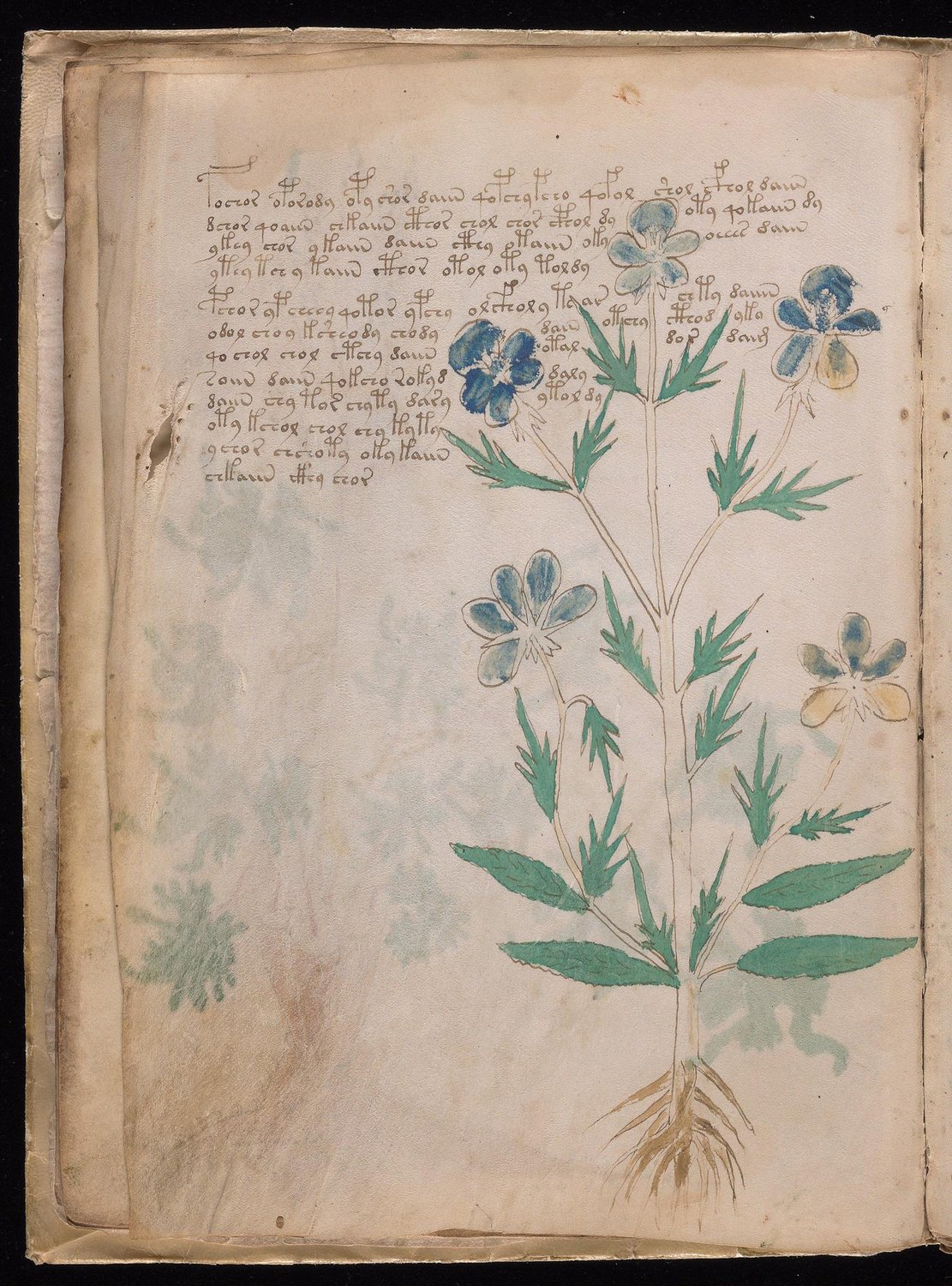 Herbal Page 18